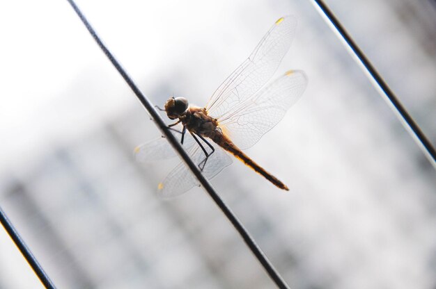 Foto close-up van een libel