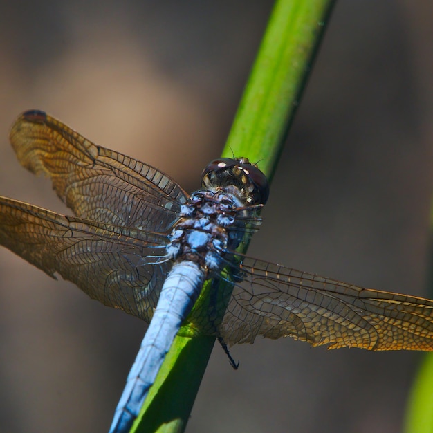 Foto close-up van een libel