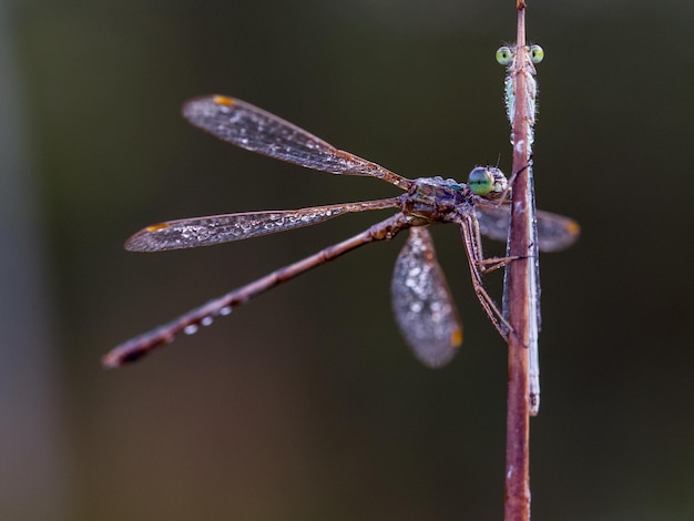 Close-up van een libel