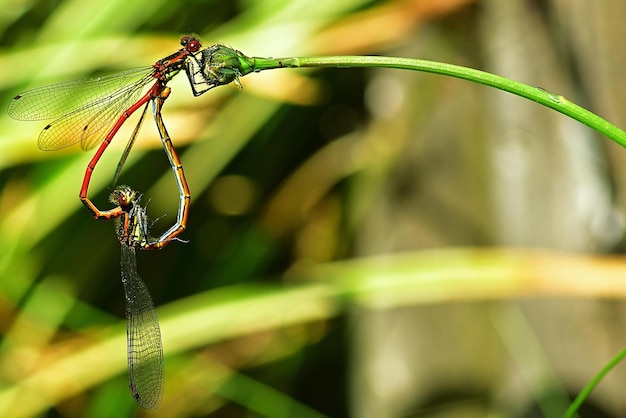 close-up van een libel