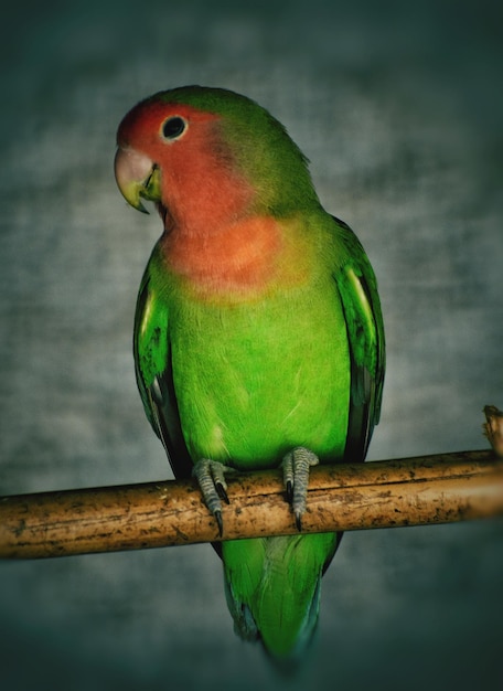 Foto close-up van een liefdesvogel die op hout zit