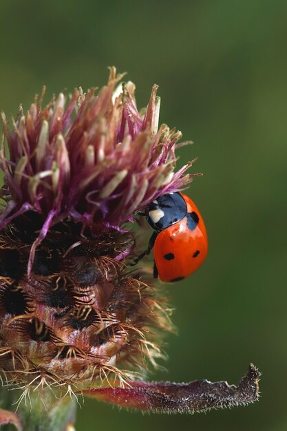 Foto close-up van een lieveheer op een paarse bloem