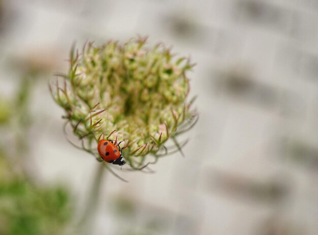 Foto close-up van een lieveheersbeest op een bloem