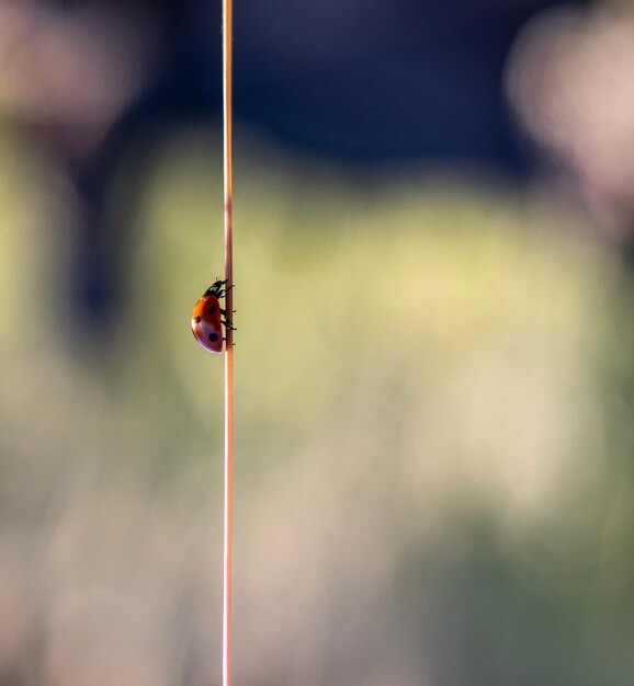 Foto close-up van een lieveheersbeest op een touw