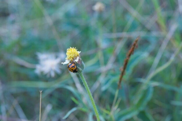 Close-up van een lieveheersbeestje die op een bloem bestuift