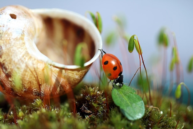 Close-up van een lieveheersbeestje met schelp op mos