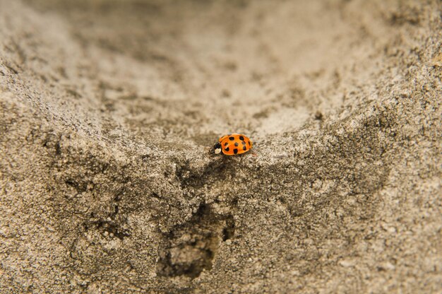 Close-up van een lieveheersbeestje op de rots