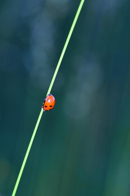 Foto close-up van een lieveheersbeestje op een blad met veel kopieerruimte