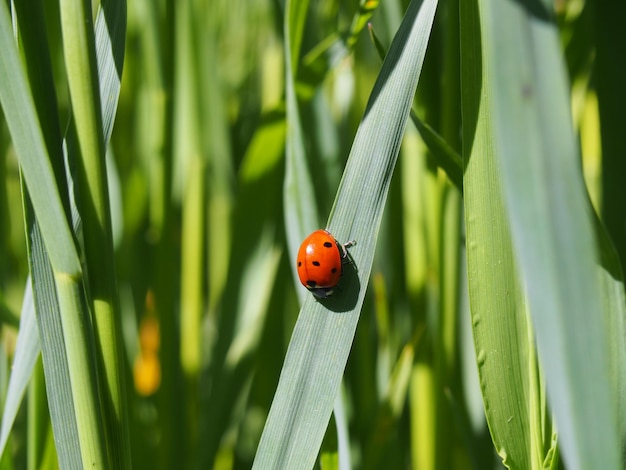 Close-up van een lieveheersbeestje op een blad