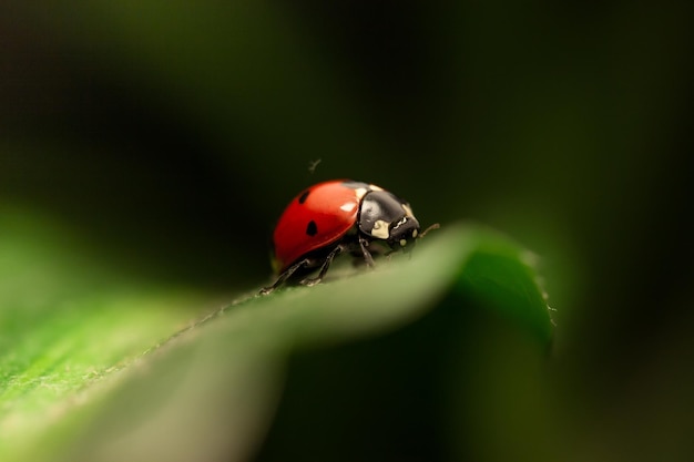 Close-up van een lieveheersbeestje op een blad