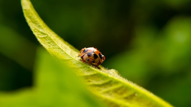 Foto close-up van een lieveheersbeestje op een blad