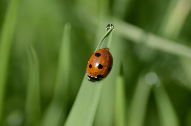 Foto close-up van een lieveheersbeestje op een blad