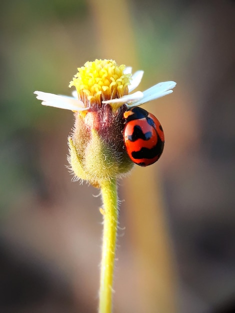 Foto close-up van een lieveheersbeestje op een bloem