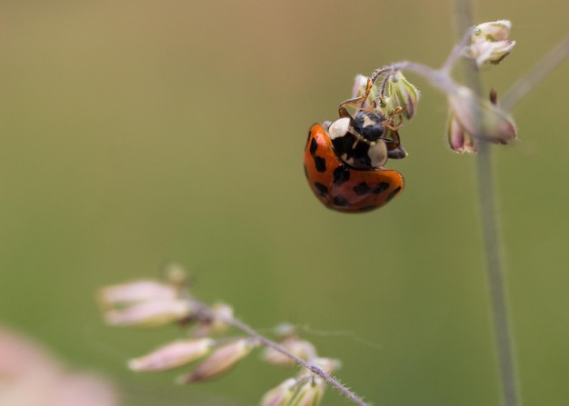 Close-up van een lieveheersbeestje op een bloem