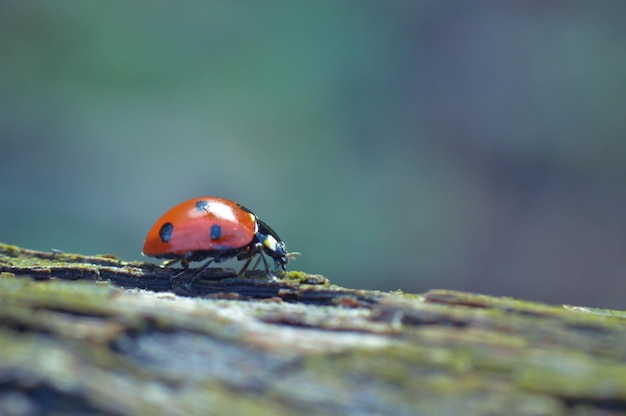Close-up van een lieveheersbeestje op een boomstam