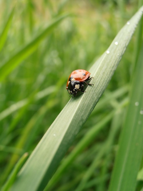 Close-up van een lieveheersbeestje op een grasblad
