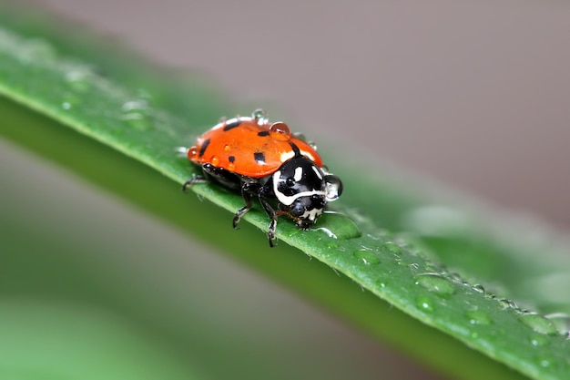 Close-up van een lieveheersbeestje op een nat blad