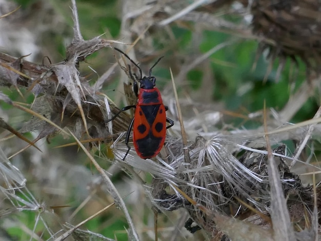 Foto close-up van een lieveheersbeestje op een plant