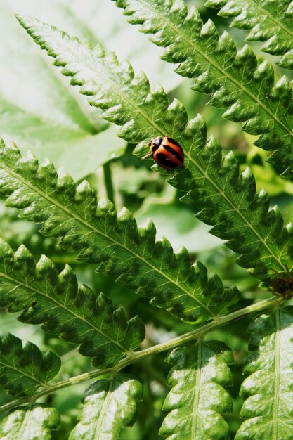 Foto close-up van een lieveheersbeestje op een plant