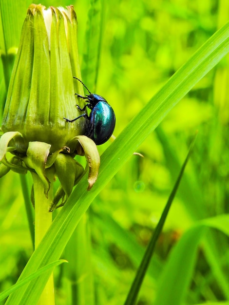 Close-up van een lieveheersbeestje op een plant