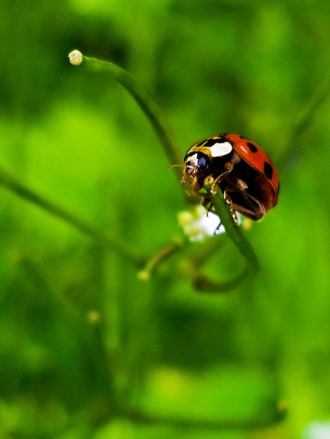 Close-up van een lieveheersbeestje op een plant