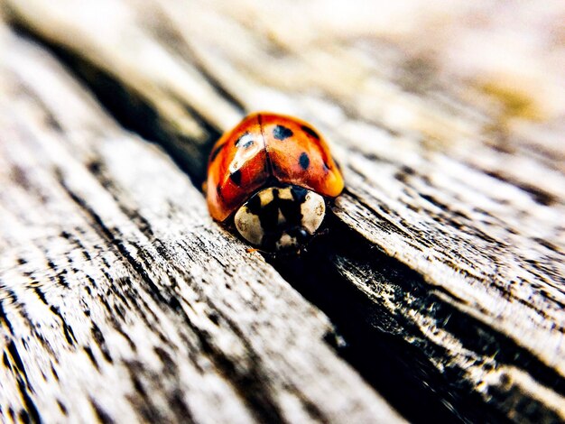 Foto close-up van een lieveheersbeestje op hout