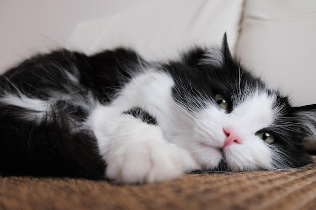 Close-up van een liggende kat
