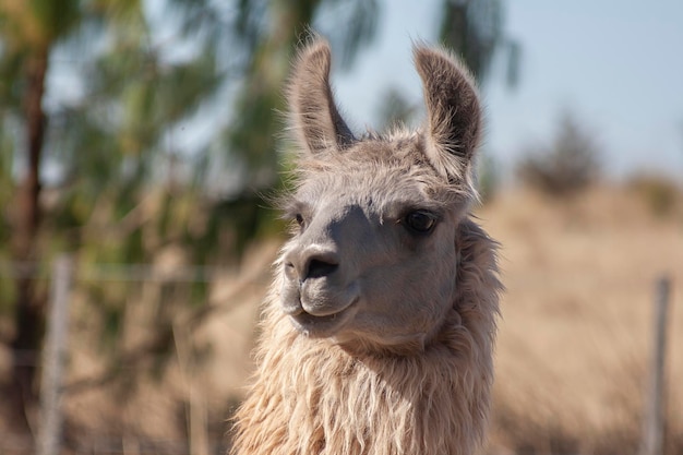 Close up van een llamax9