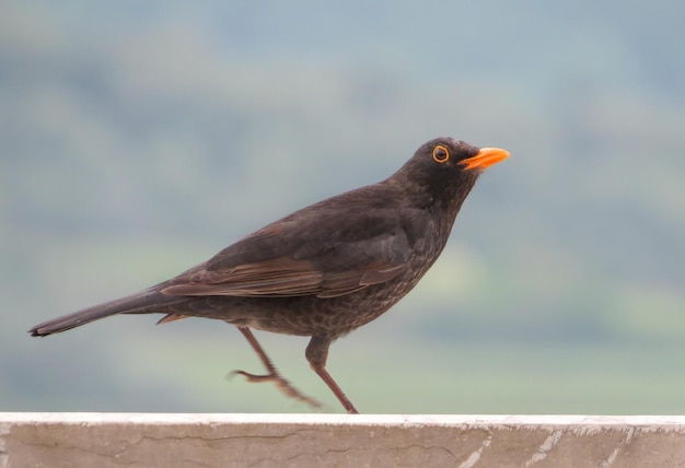 Foto close-up van een lopende zwarte vogel