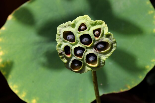 Close-up van een lotus die op een plant groeit