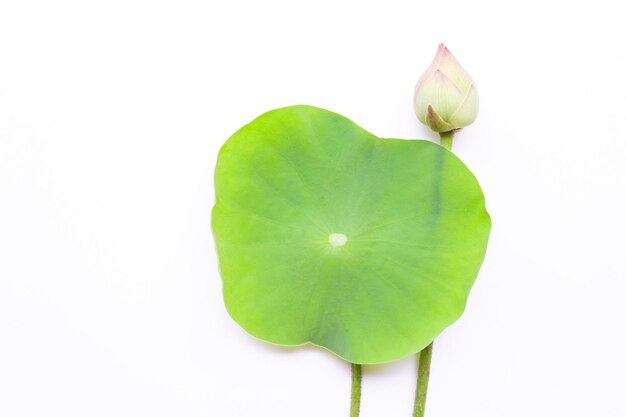 Foto close-up van een lotusblad tegen een witte achtergrond