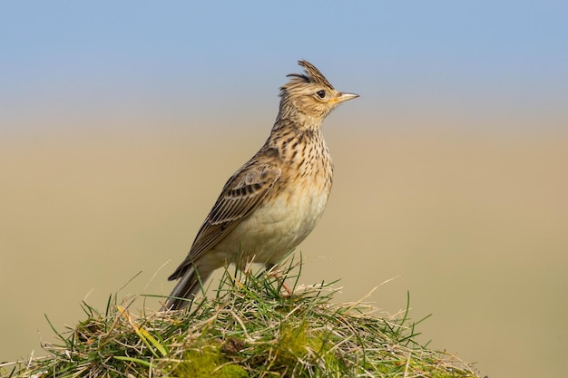 Close-up van een luipaard die op het gras zit