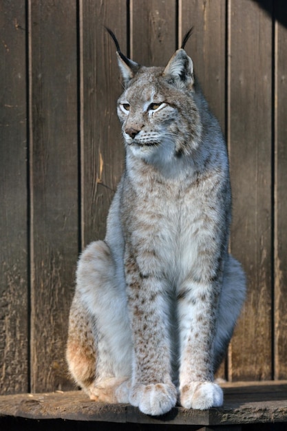 Foto close-up van een lynx