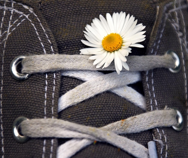 Foto close-up van een madeliefje op een canvas schoen