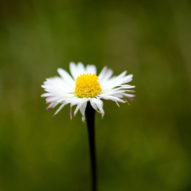 Close-up van een madeliefje op een lentedag