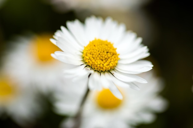 Close-up van een madeliefje op een lentedag