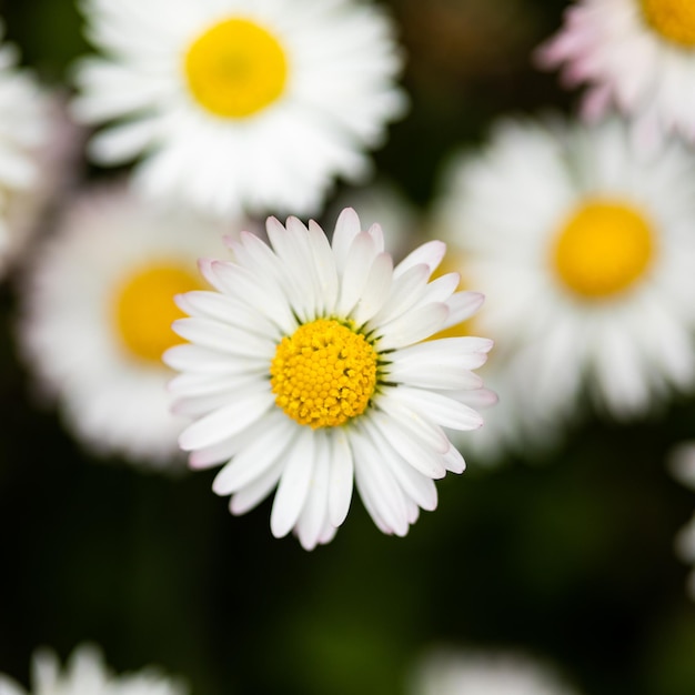 Close-up van een madeliefje op een lentedag