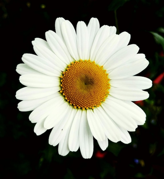 Foto close-up van een madeliefje