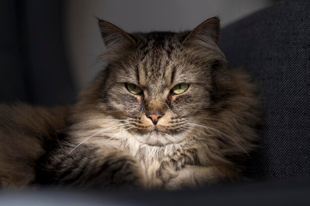 Close-up van een maine coon kat
