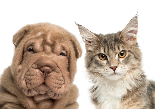 Close-up van een maine coon kitten en shar pei puppy kijken naar de camera