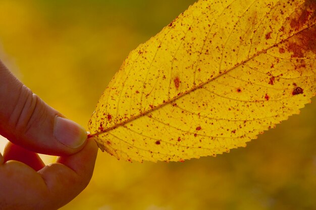 Foto close-up van een man met een geel verlof in de herfst