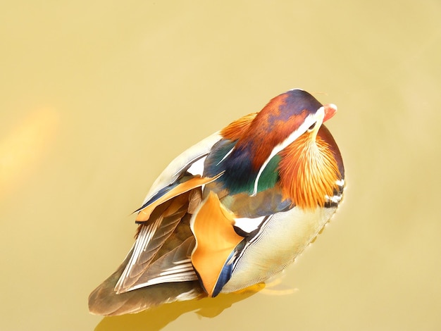 Close-up van een mandarijn eend