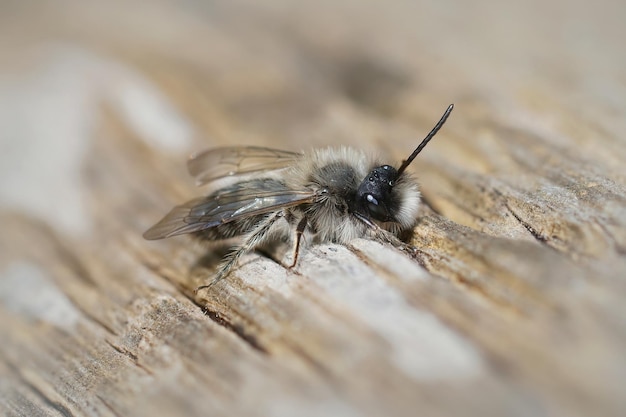 Close-up van een mannelijke Clarke's mijnbij Andrena clarkella die opwarmt in het zonlicht op een houten paal