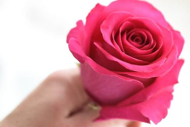 Close-up van een mannelijke hand die een roze roze bloem houdt