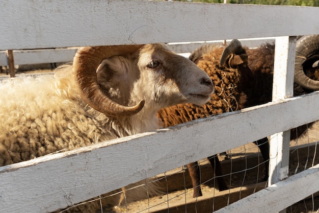 Close-up van een mannelijke ram op een boerderij