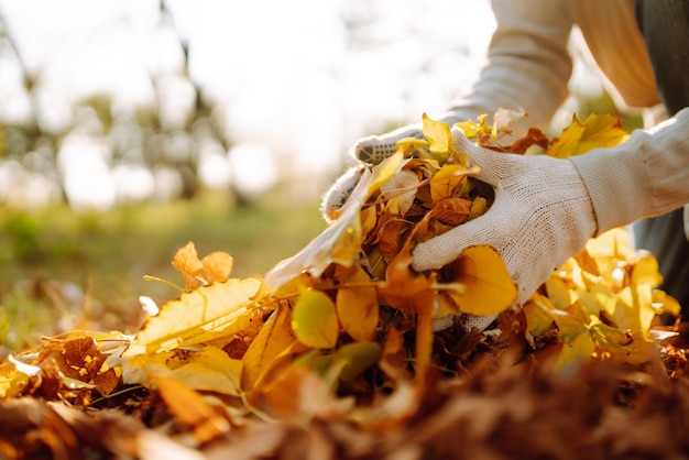 Close-up van een mannenhand die herfstbladeren harkt in de tuin Herfsttuin werkt