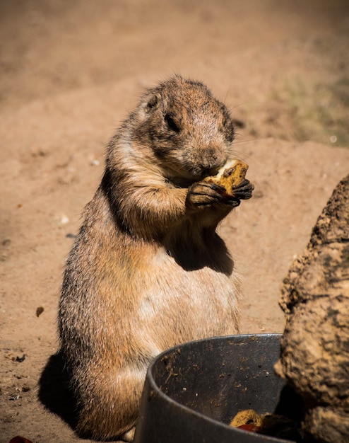 Close-up van een marmot die op het veld voedt