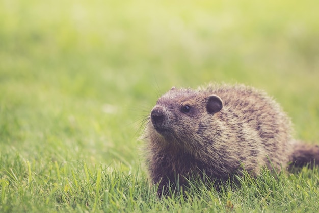 Close-up van een marmot op een grasveld