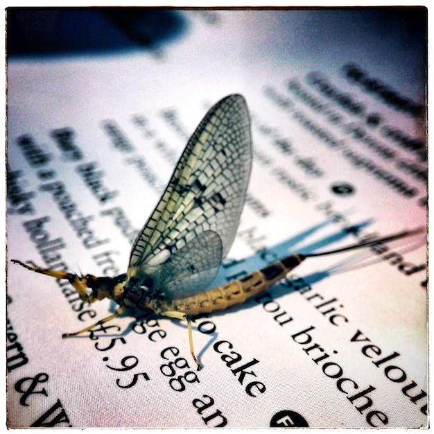 Foto close-up van een mayfly op papier