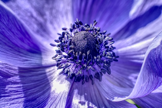 Close-up van een meeldraad van een mooie paarse bloem onder het zonlicht